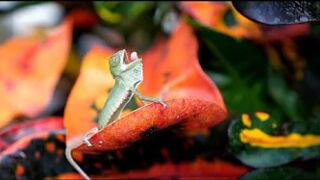 CHAMELEON first meal almost killed him! ????