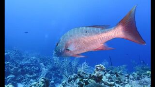 WRECK DIVES in the Cayman Islands