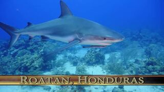 Diving with SHARKS in Roatan, Honduras !!