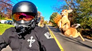 "OH DEER!" - NOBODY Said the BIKE LIFE Would be EASY!!! [Ep.#75]